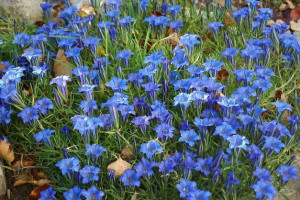 Goryczka chińska Gentiana sino-ornata