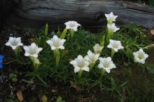 Goryczka chińska biała Gentiana sino-ornata 'Alba’