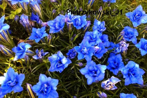 Goryczka chińska 'Plena’ Gentiana sino-ornata 'Plena’
