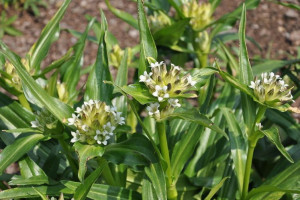 Goryczka tybetańska (Gentiana tibetica)